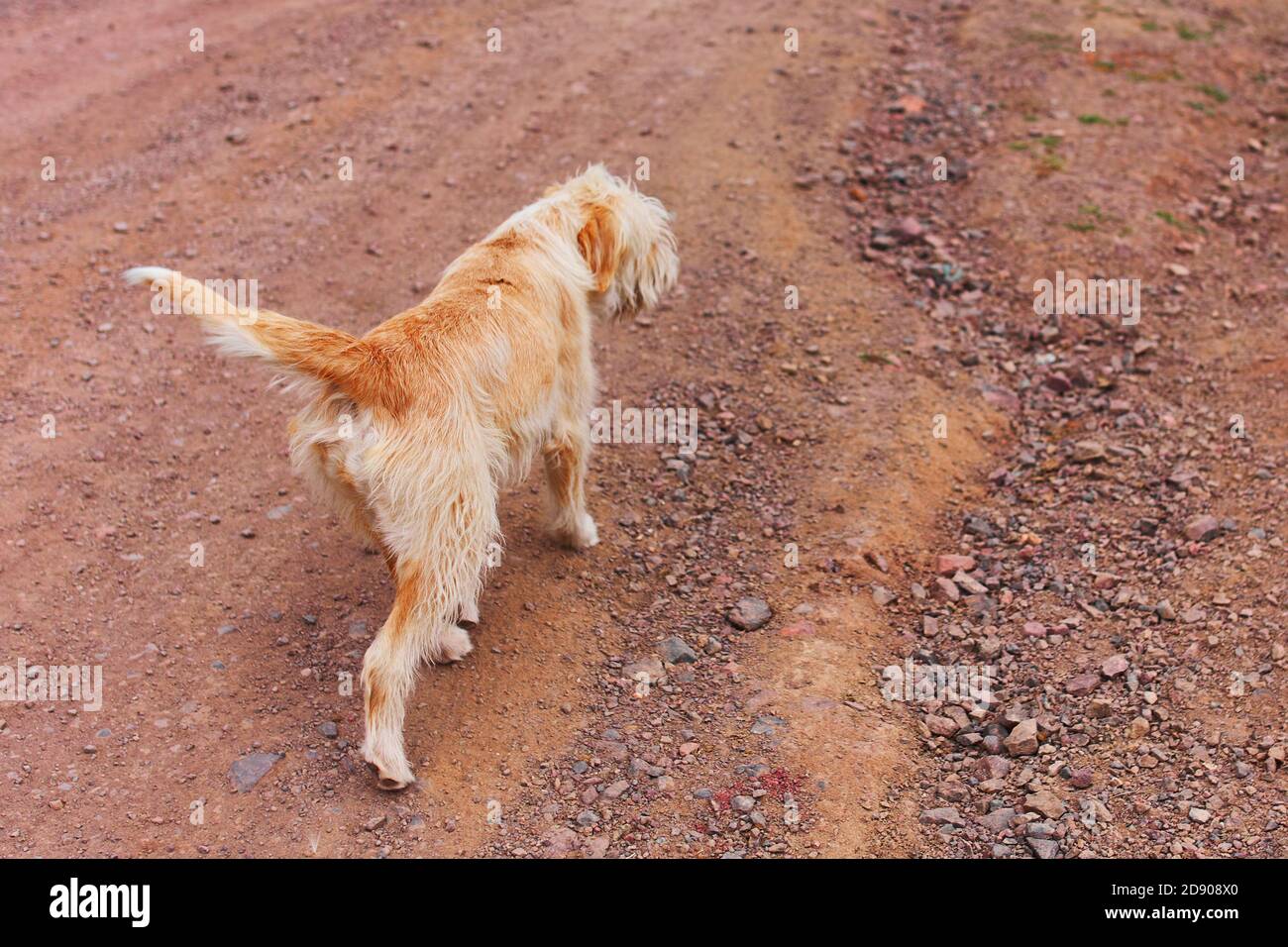Großer orangefarbener Hund geht auf einem sandigen Weg. Gehen Sie mit Haustier. Welpen in der Natur. Blindenhund. Stockfoto