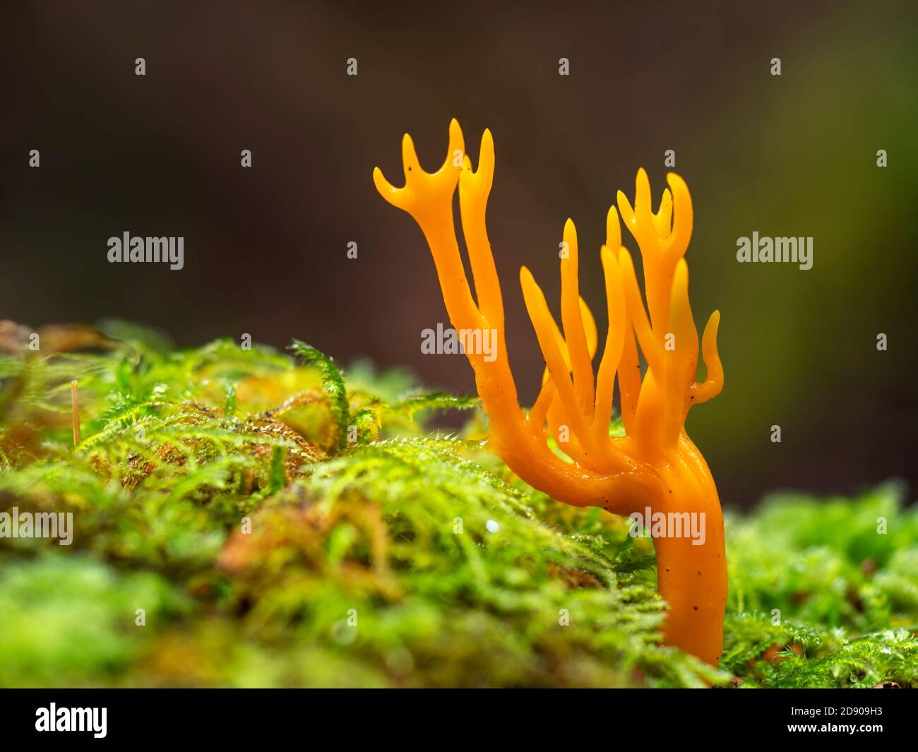 Makrodetails. Pilz im Holz auf Baumstumpf. Calocera viscosa. Stockfoto