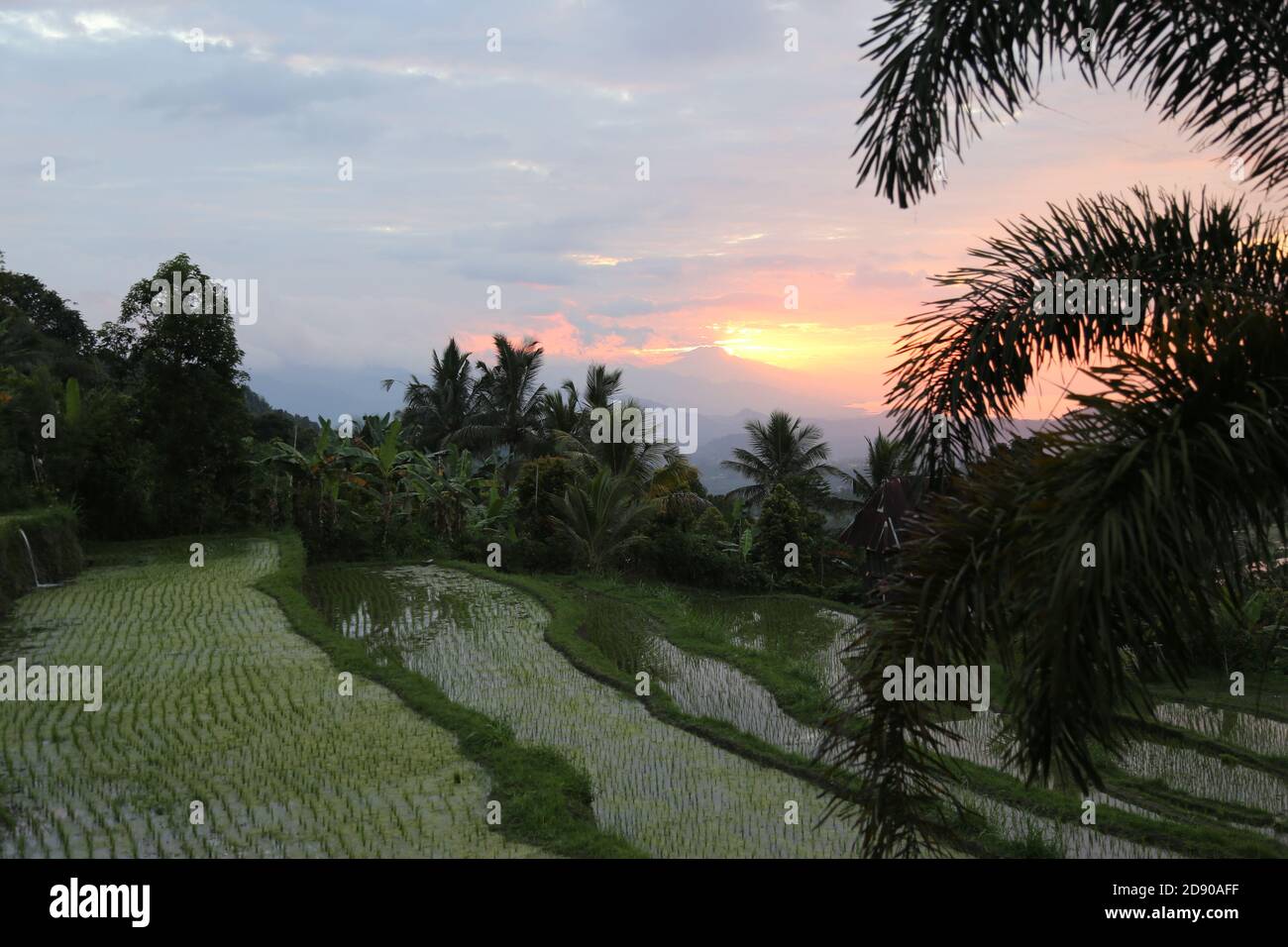 Munduk Ricefields Bali Stockfoto