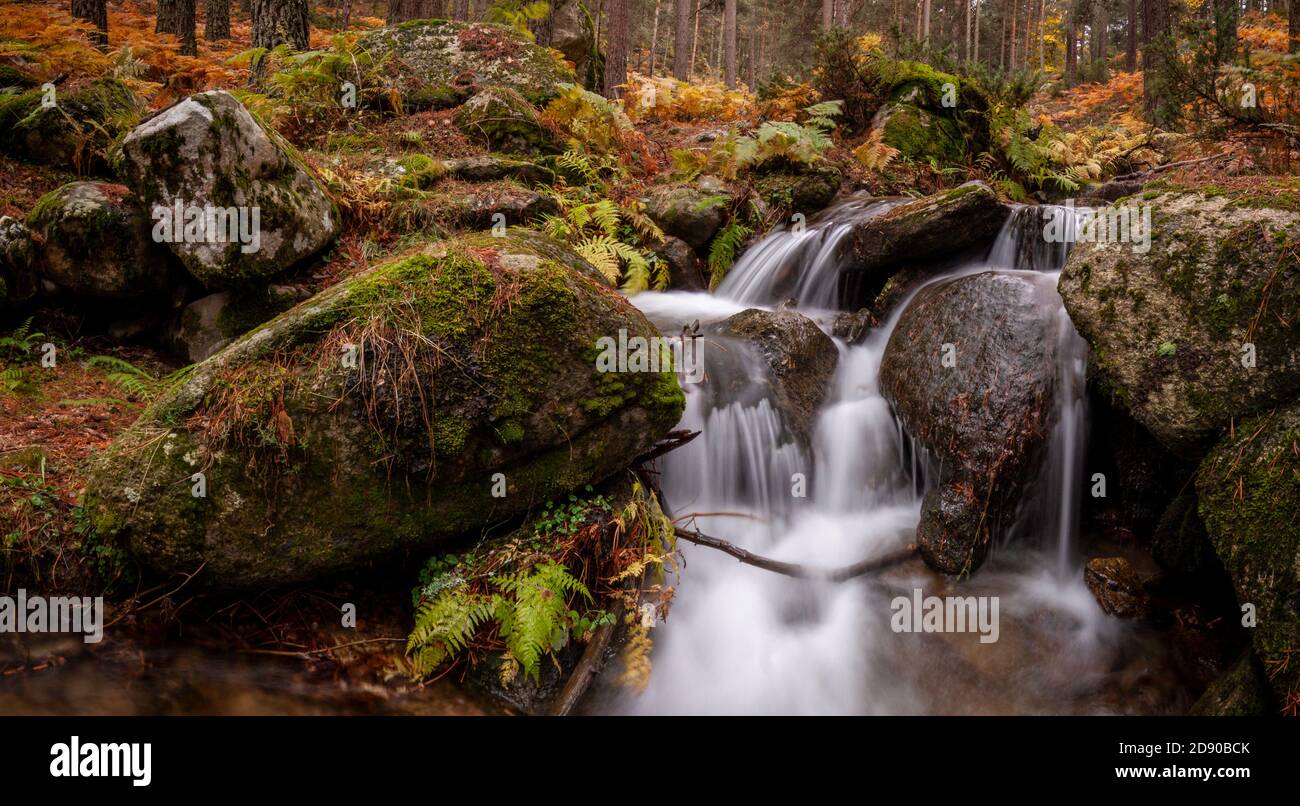 Wasserfall zwischen Farnen und Pinien im Herbst in einem Wald. Arroyo de El Espinar in Segovia, Madrid, Sierra de Guadarrama Nationalpark Stockfoto