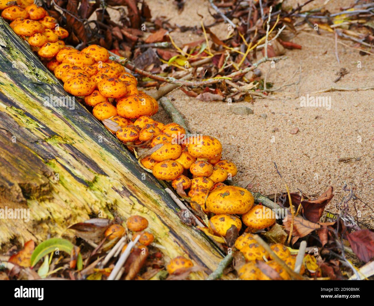 Gelber Honigpilz auf einem Stumpf im Herbst Stockfoto