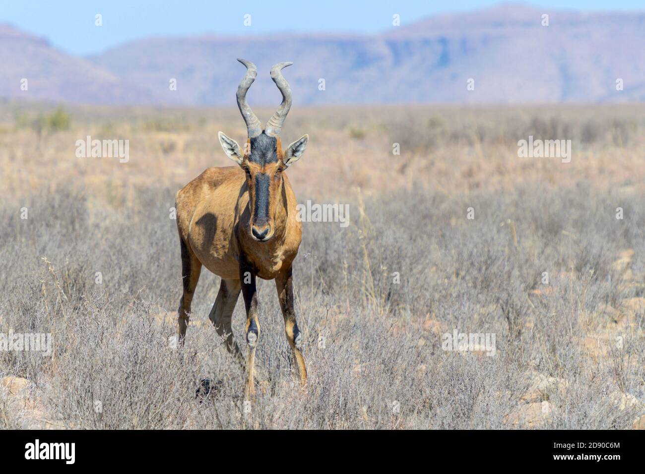 Roter Hartebeest (Alcelaphus buselaphus), stehend in trockenem Gras Savanne, Mountain Zebra National Park, Eastern Cape, Südafrika Stockfoto