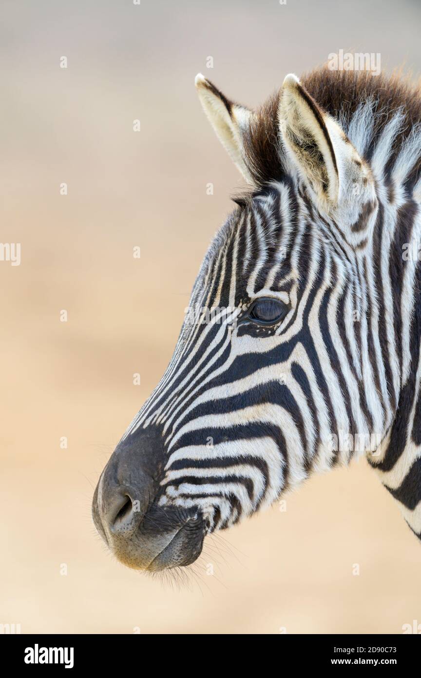 Burchell's Zebras (Equus quagga burchelli), Fohlenportrait, Addo Elephant National Park, Südafrika Stockfoto