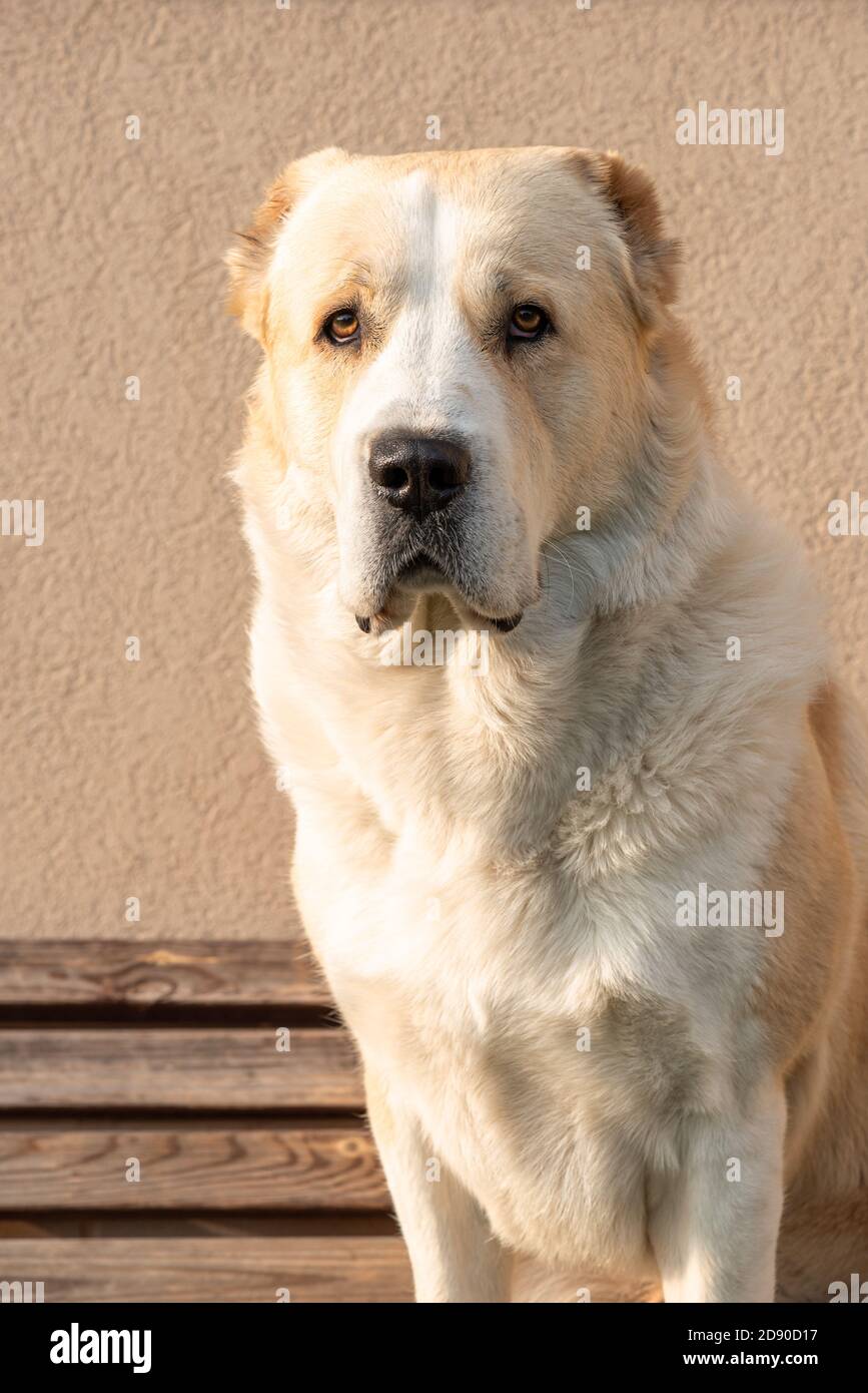 Zentralasiatischer Schäferhund Rüde Erwachsene Alababi Rasse auf ein Bank  Stockfotografie - Alamy