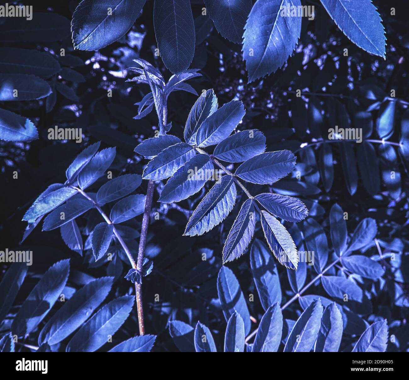 Blauvioletter Zweig aus Eberesche, abstrakter vegetativer Hintergrund mit Kopierraum. Tapete, Nahaufnahme, selektiver Fokus, Poster-Design Stockfoto