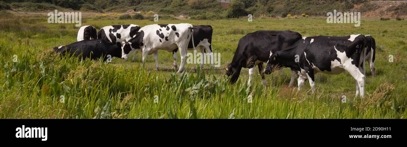 Rinder grasen auf einem Feld in Wareham, Dorset in Großbritannien Stockfoto