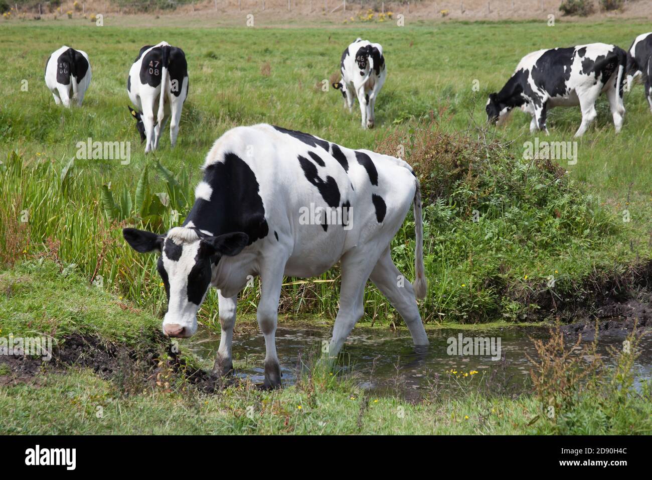 Eine Kuh, die einen flachen Bach in Wareham, Dorset in Großbritannien überquert Stockfoto