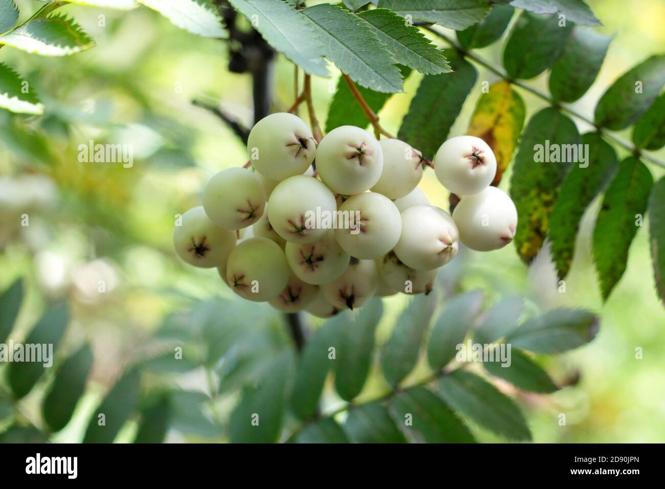 Sorbus 'Cashmiriana'. Kashmir Eberesche Baumbeeren. VEREINIGTES KÖNIGREICH Stockfoto