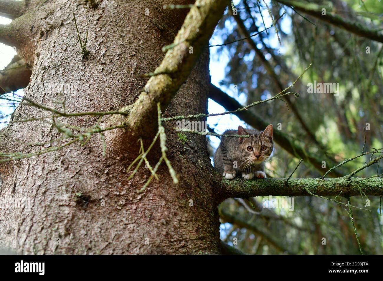 Die kleine Katze auf dem Ast des Nadelbaumes Stockfoto