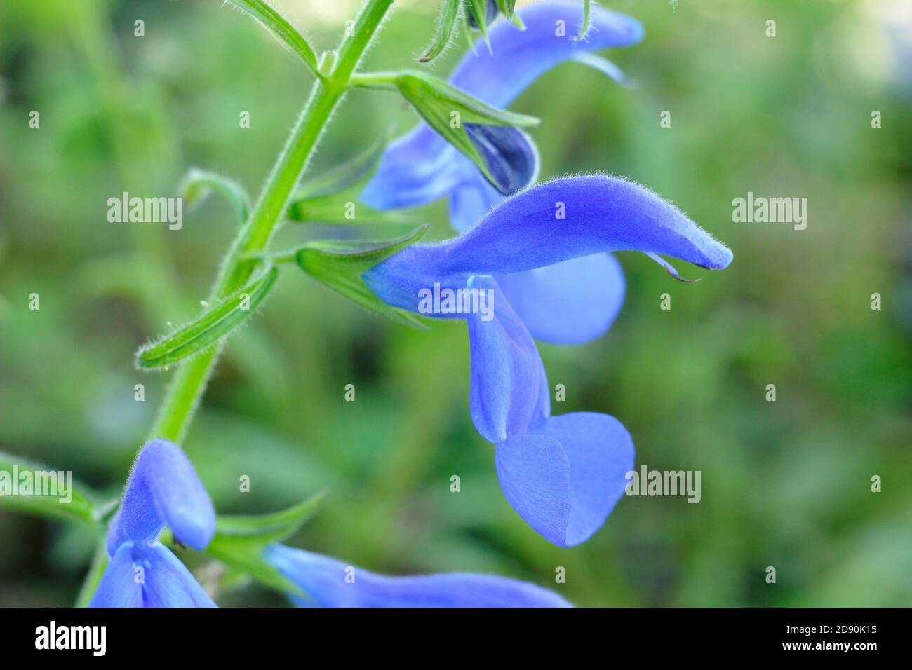 Salvia patiniert 'Oxford Blue'. Blaue Blüten des halbharten ornamentalen Gentian Salbei. VEREINIGTES KÖNIGREICH Stockfoto