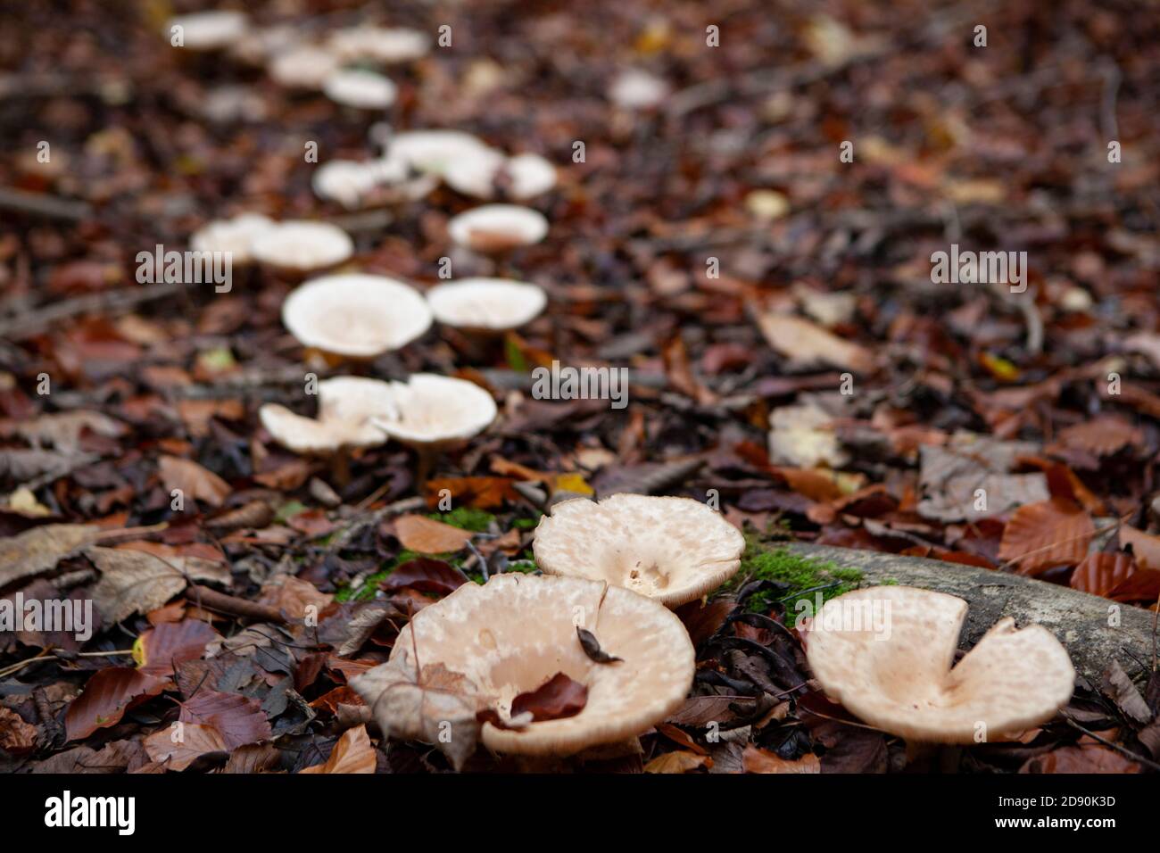 Lambridge Woods, Oxfordshire: Pilze wachsen im Laubstreu in Buchenwäldern nach einem nassen Herbst. Anna Watson/Alamy Stockfoto