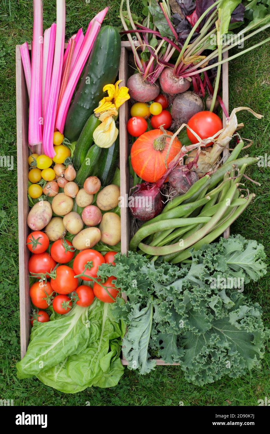 Hausgemachte Produkte in einem britischen Garten angebaut. Mangold, Gurken, Zucchini, Kürbis, Läuferbohnen, Tomaten, Grünkohl, Rote Beete, Zwiebeln, Kartoffeln. Stockfoto