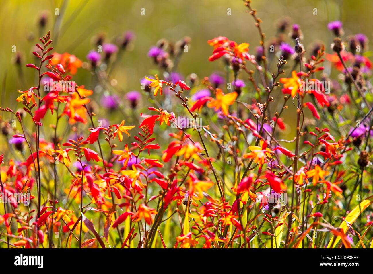 Bunte Wildblumen (Montbretia und Disteln) wachsen wild in Pendeen, Cornwall, England, Großbritannien. Stockfoto
