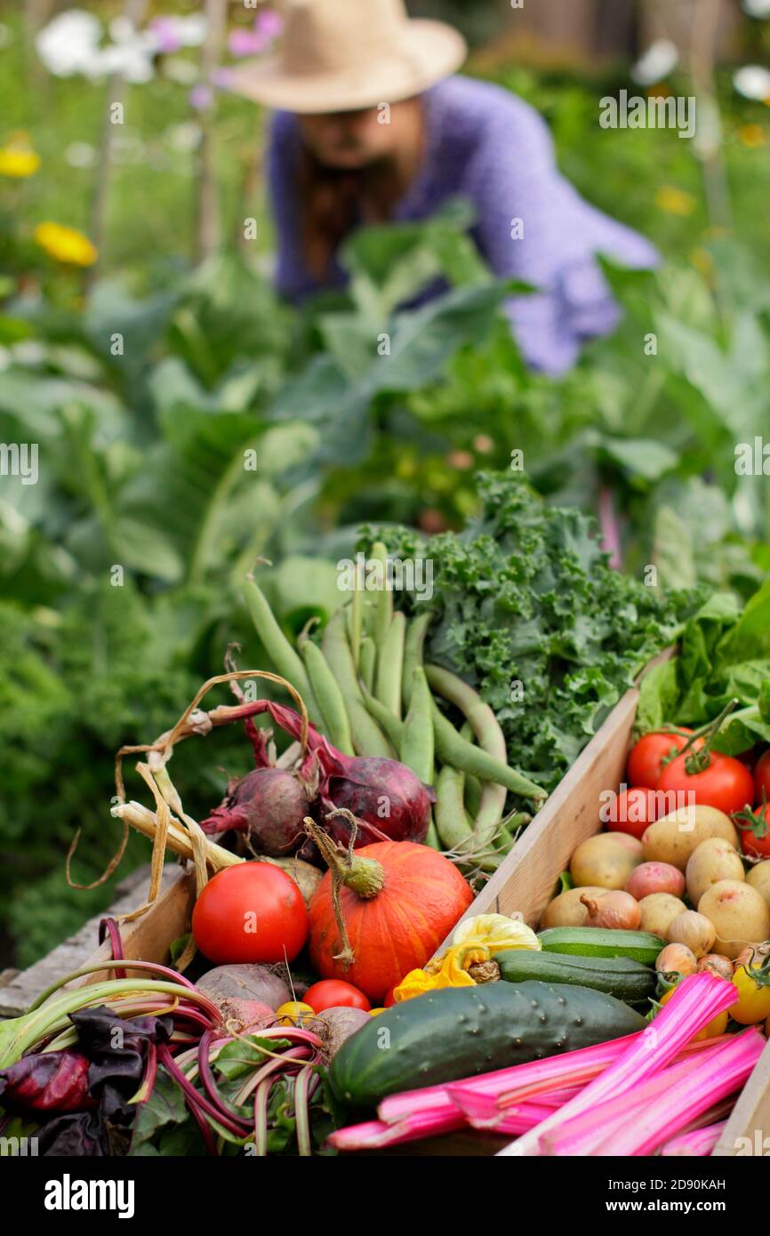 Frau, die nach der Ernte im heimischen Küchengarten arbeitet, hat auf dem Grundstück gezüchtet (Bild). Stockfoto