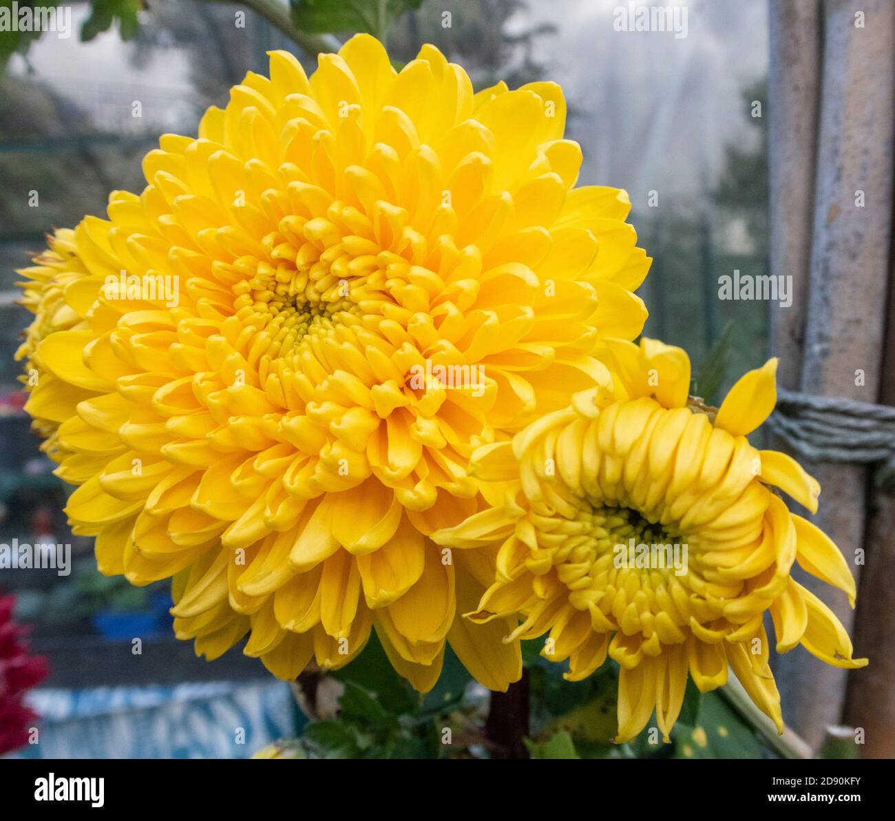 Chrysantheme Ada Evans, eine leuchtend gelbe Farbsorte Stockfoto