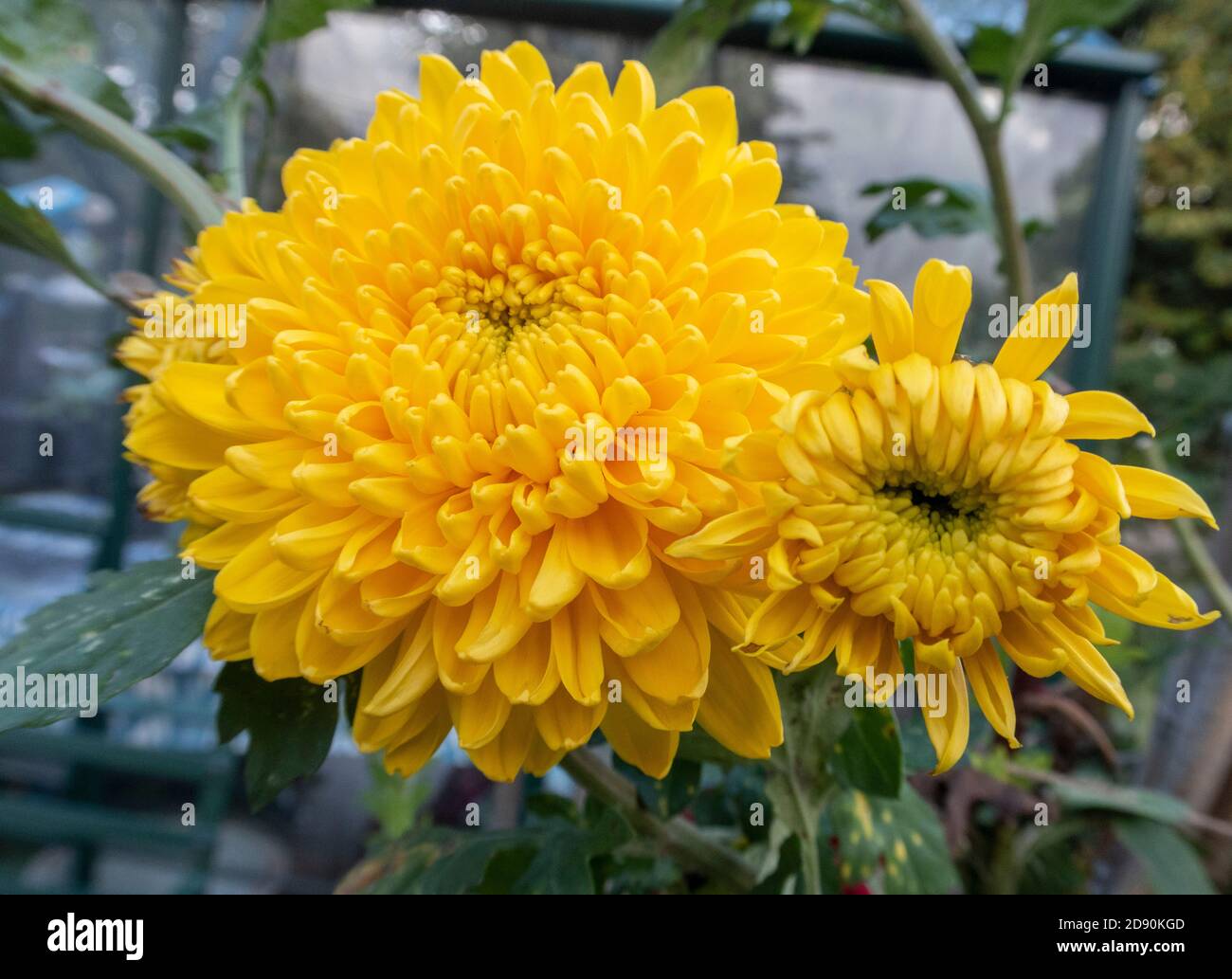 Chrysantheme Ada Evans, eine leuchtend gelbe Farbsorte Stockfoto
