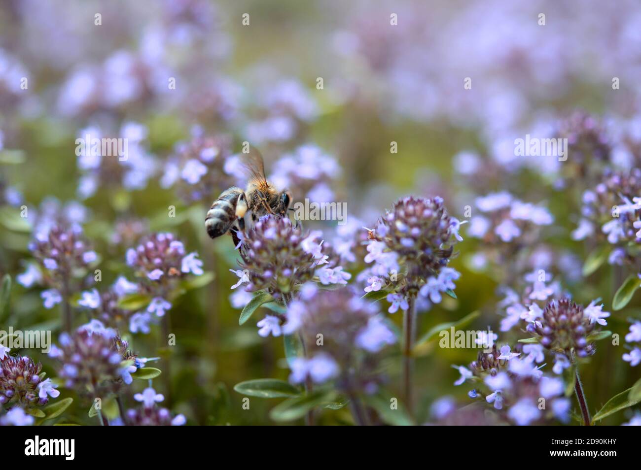 Biene auf einer lila Blume in der Natur, Bienenarbeit, Bienen bestäuben Pflanzen in der wilden, natürlichen Umgebung. Horizontales Naturbild. Stockfoto