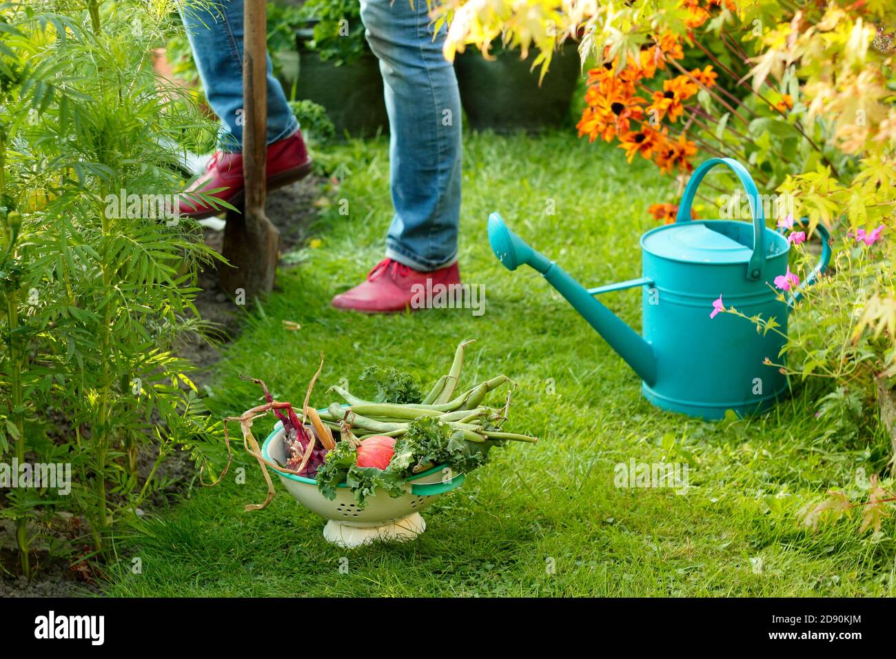 Frau Ernte Gemüse in der heimischen Küche Garten im Spätsommer abgebildet angebaut. VEREINIGTES KÖNIGREICH Stockfoto