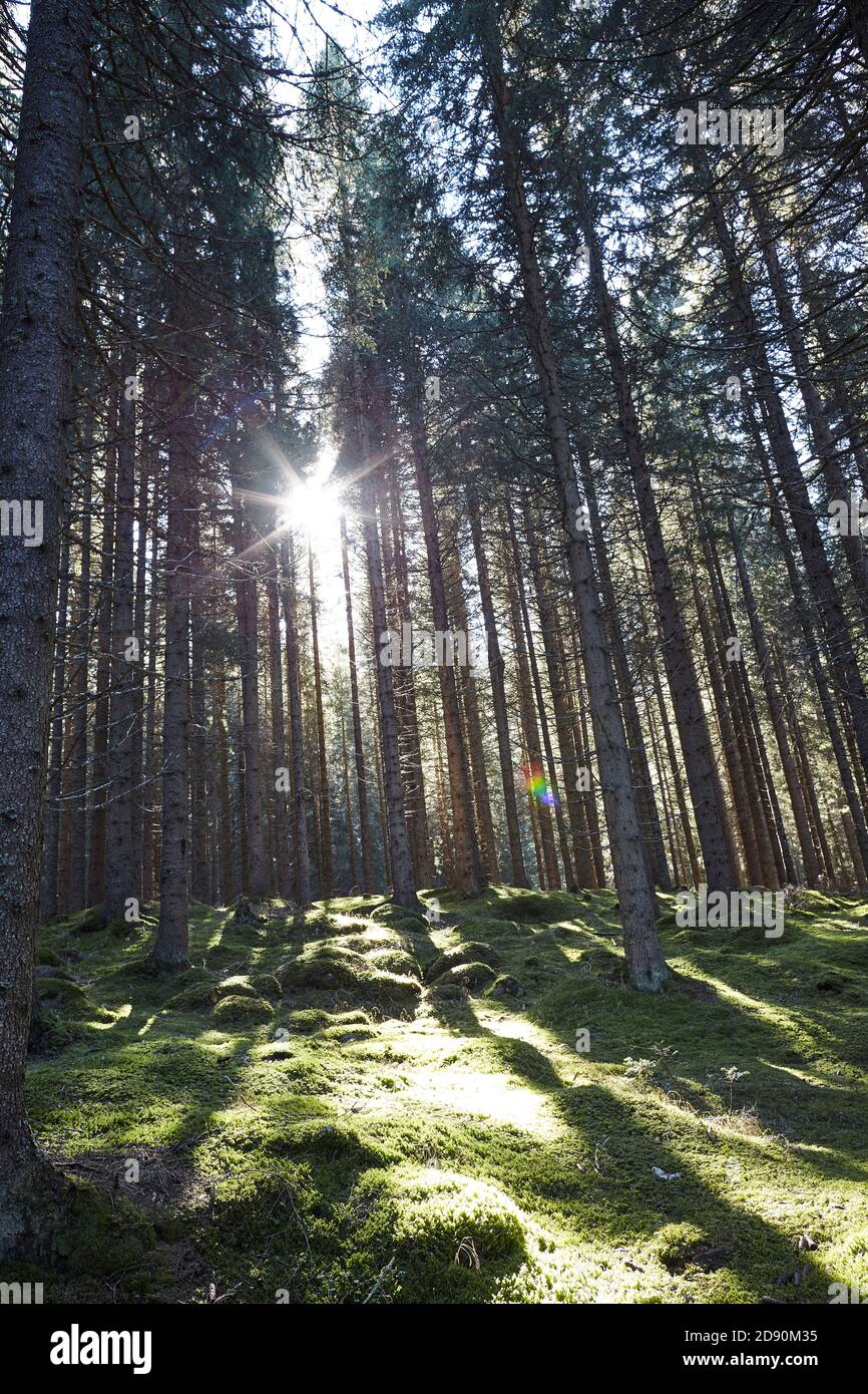 Märchenwald gegen das Licht des Paneveggio Parks in Trentino-Südtirol Stockfoto