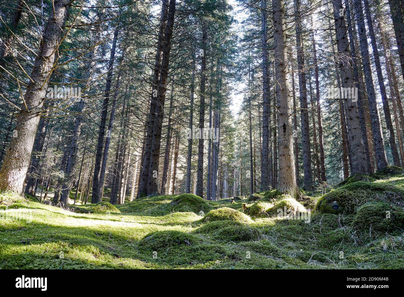 Märchenwald gegen das Licht des Paneveggio Parks in Trentino-Südtirol Stockfoto