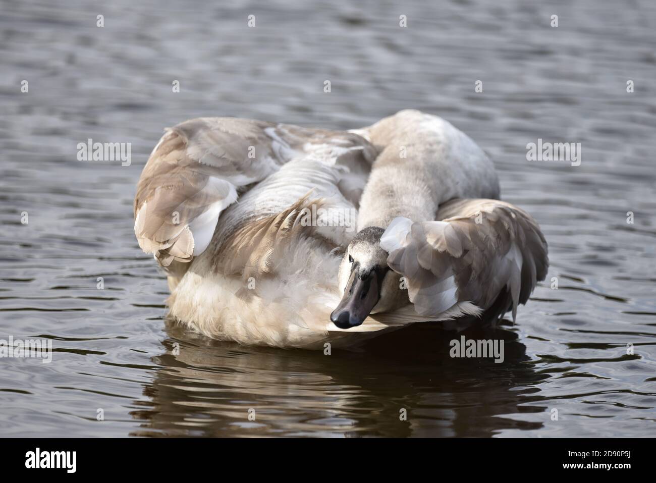 Juvenile Mute Swan (Cygnus olor) Prätening auf einem Naturschutzgebiet See in England, erster Winter Stockfoto