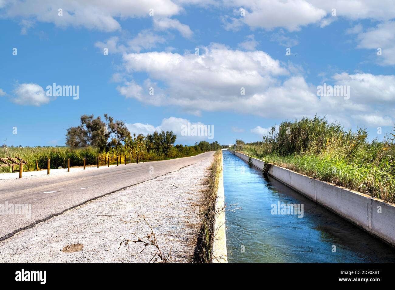 Reisfeld im Delta del Ebro, Spanien. Leerer Kopierbereich für den Inhalt des Editors. Stockfoto