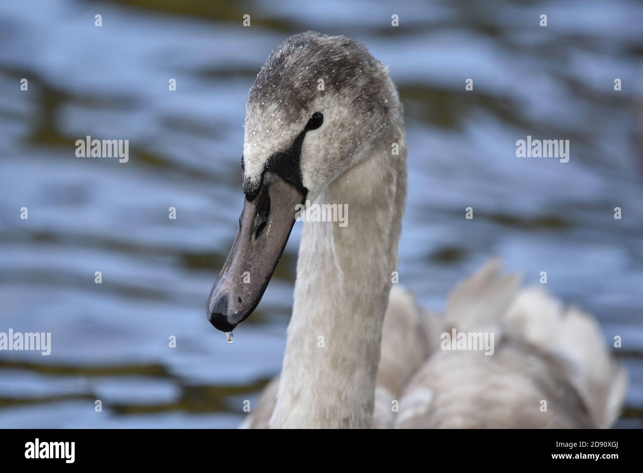 Mute Swan (Cygnus olor) Juvenile, Kopf und Hals Portrait, gegen das geriffelte Wasser im Herbst in England Stockfoto