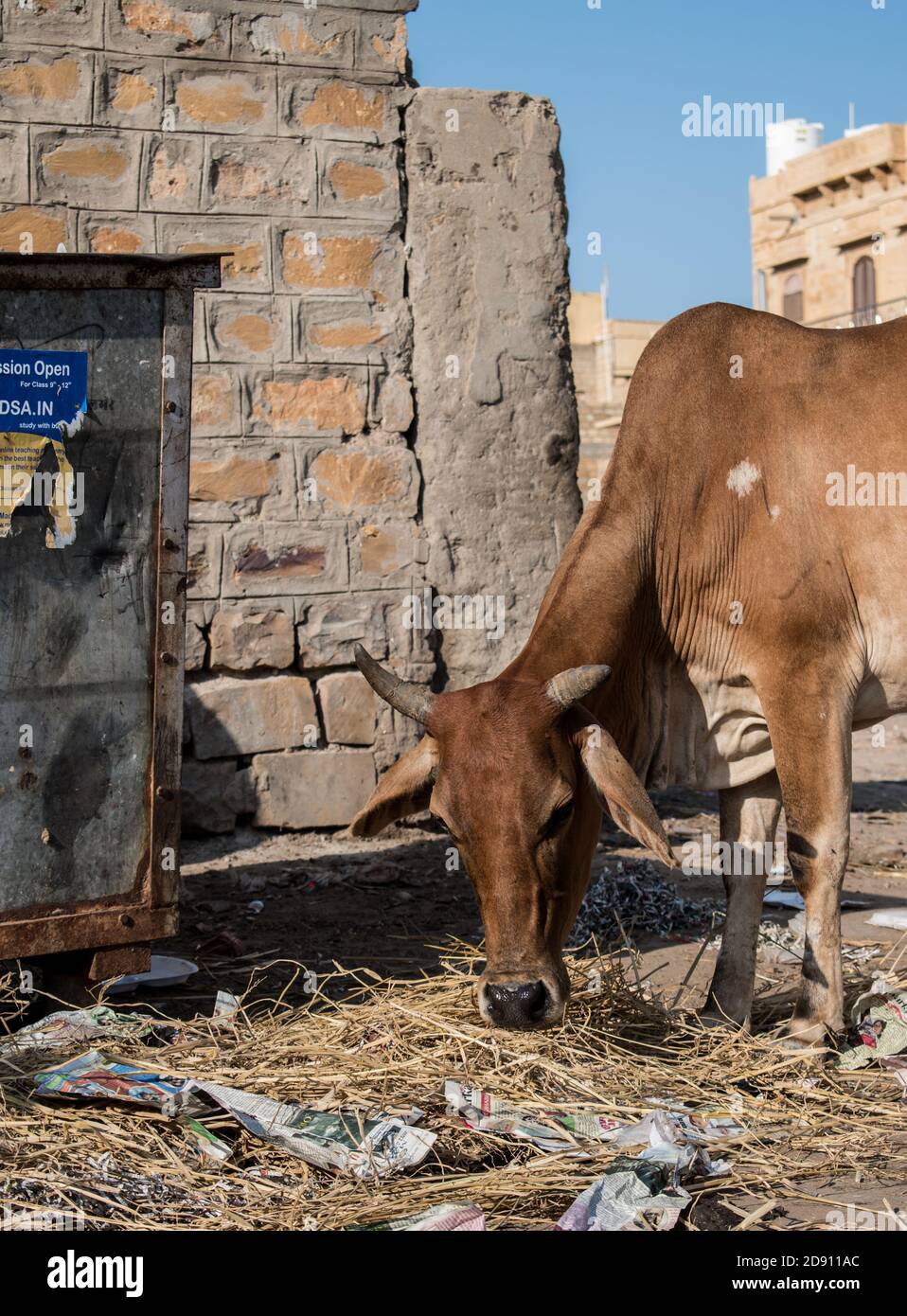 Jaisalmer, Rajasthan / Indien - november 02 2020 : verirrte Kühe essen Müll aus einem Mülleimer Stockfoto