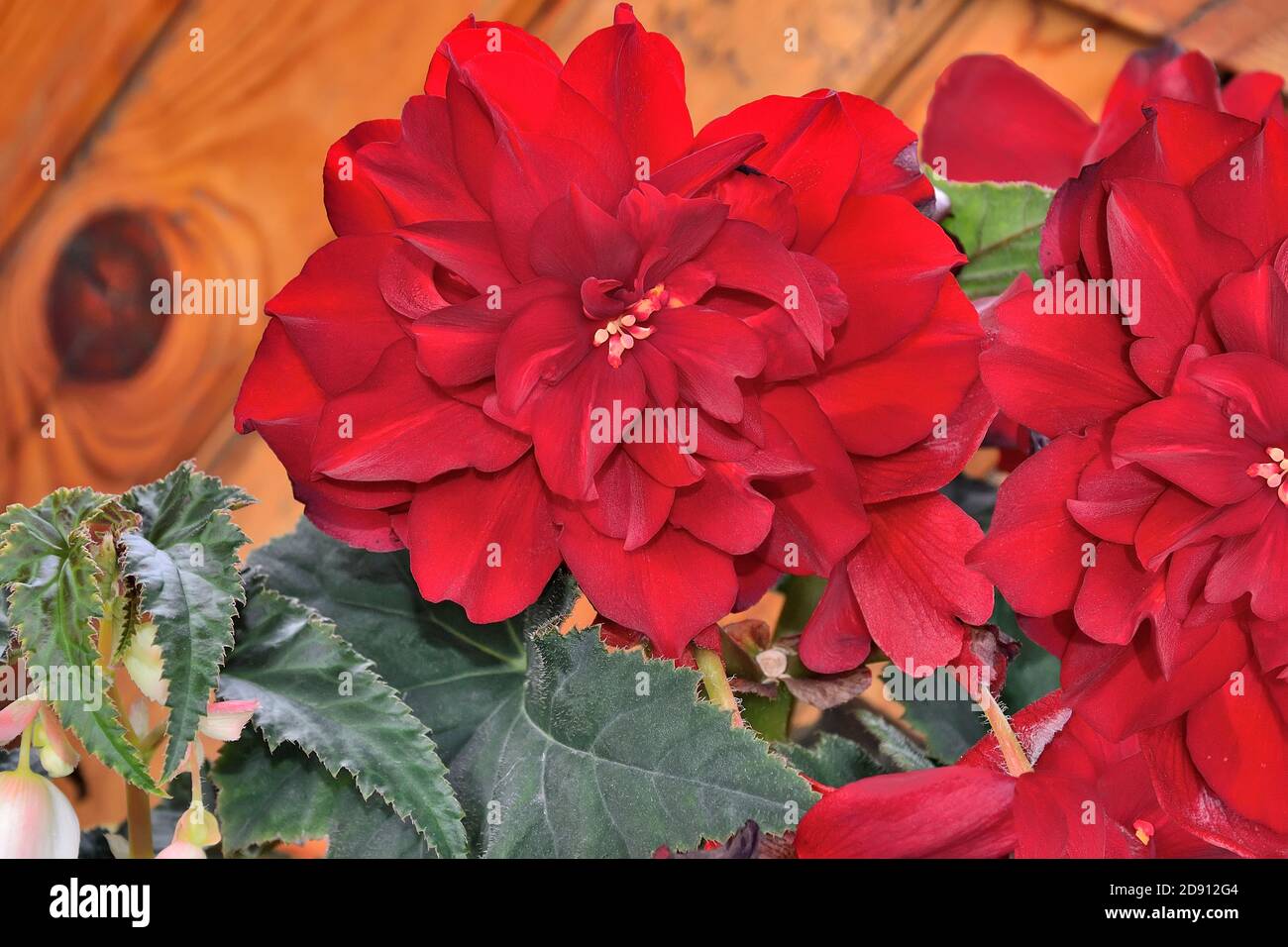 Leuchtend rote Blüten von Begonia tuberous oder (Begonia tuberhybrida) - dekorative großblütige Pflanze aus der Nähe auf verschwommenem Hintergrund. Kann sowohl a angebaut werden Stockfoto