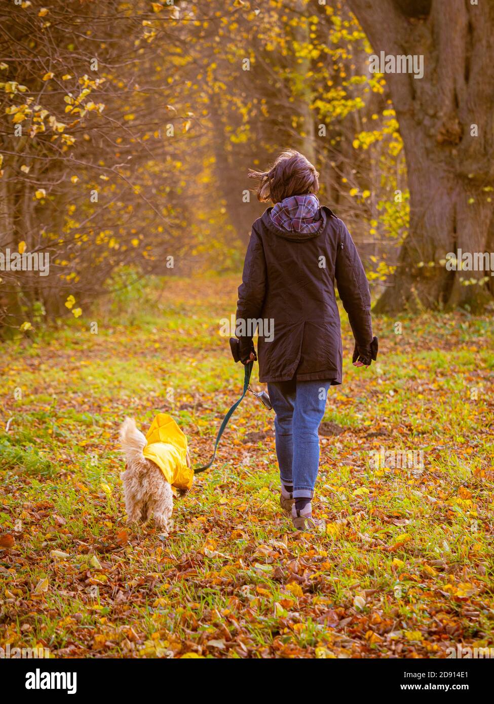 Frau, die im Herbst durch den Wald mit Blättern auf dem Boden geht Stockfoto