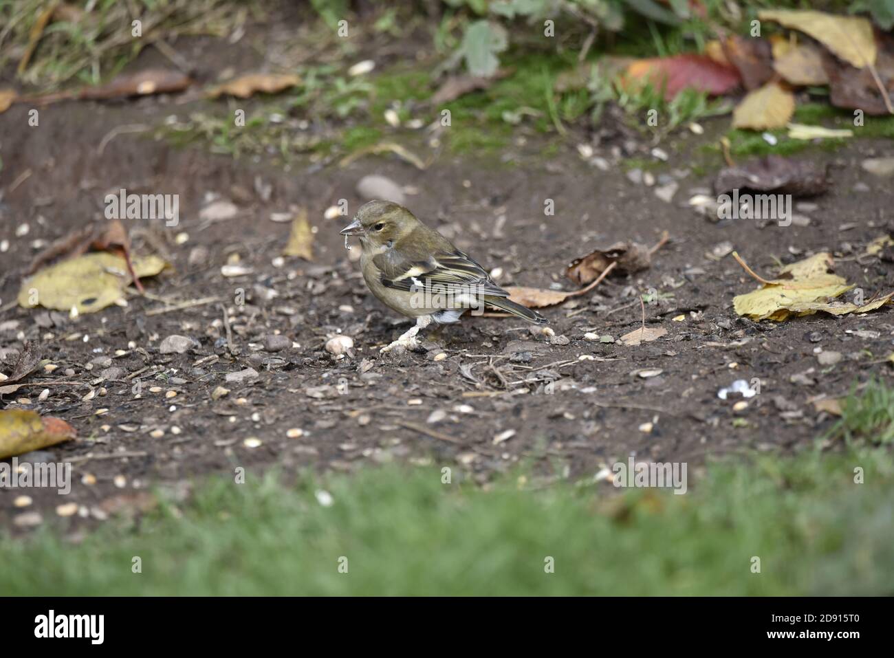 Weiblicher gewöhnlicher Chaffinch, Fringilla coelebs, mit Papillomavirus auf Füßen, stehend auf dem Boden im Herbst in Großbritannien Stockfoto