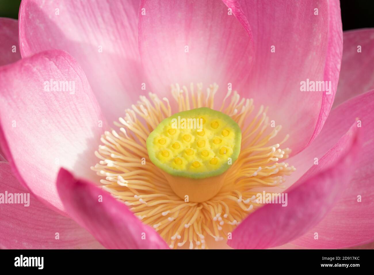 Kopf der heiligen Lotusblume aus der Nähe Stockfoto