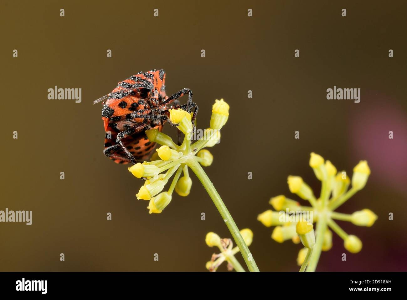 Geburt Von Insekten Stockfotos und -bilder Kaufen - Alamy