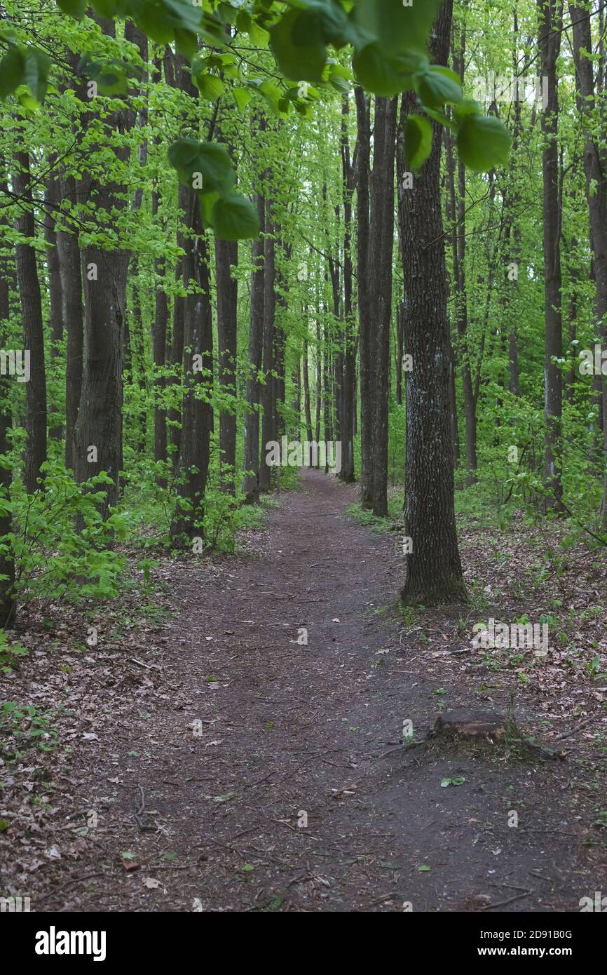 Ein vernachlässigter Waldweg in den tiefen litauischen Wäldern in Osteuropa. Stockfoto