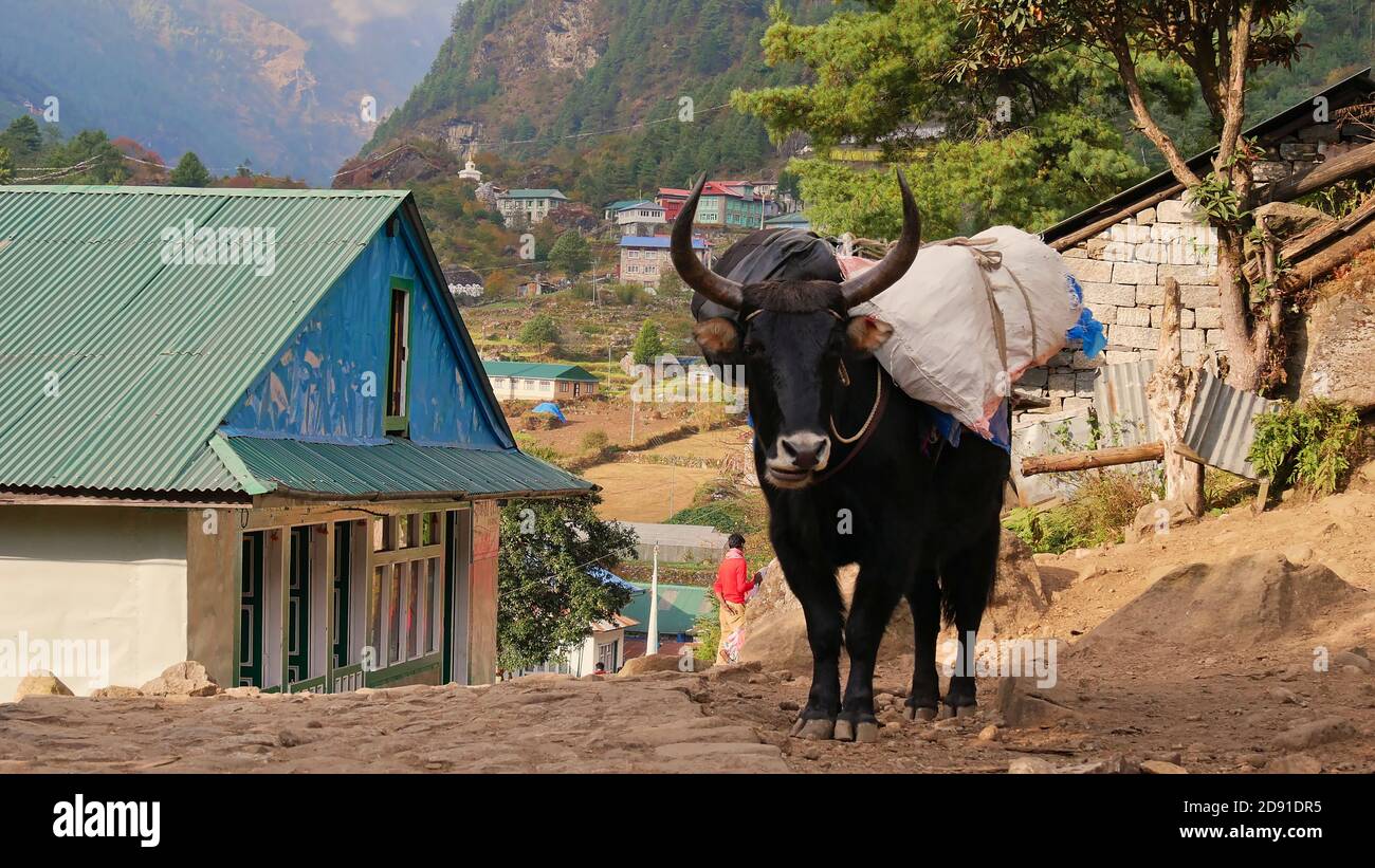 Schwarz gefärbter Dzo, ein Hybrid zwischen Yak und Hausrindern, der für den Transport in der Everest-Region in niedriger Höhe verwendet wird, beladen mit Taschen. Stockfoto