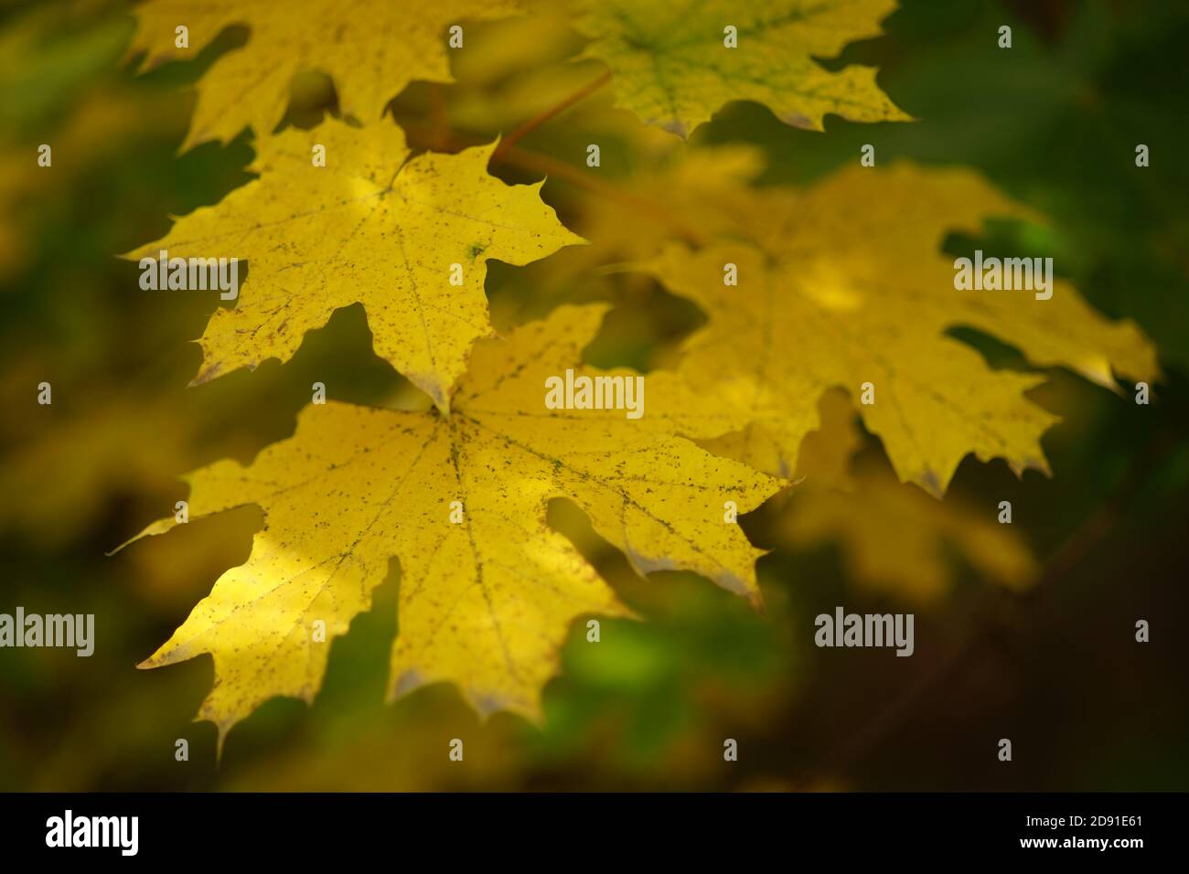 Herbst Ahornbaum mit großen gelben Blättern auf dem Baum. Stockfoto