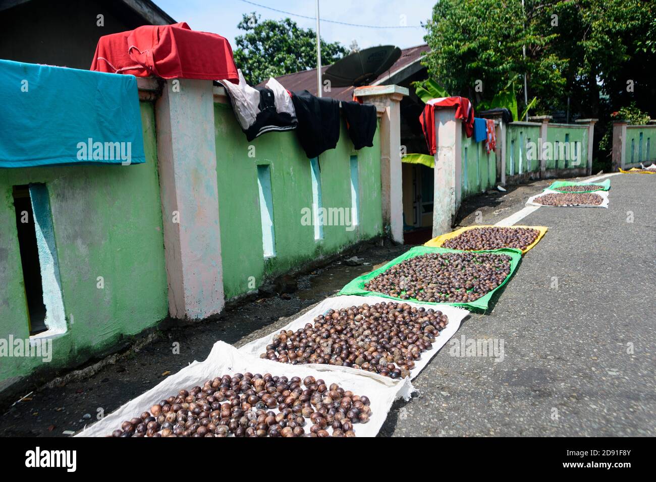 Trocknen von Muskatnuss in den Straßen von Ternate, Nord-Molukken, Indonesien. Stockfoto