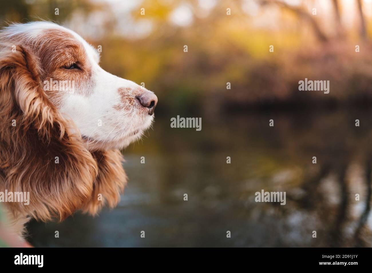 Porträt eines Hundes am Wasser. Russian Spaniel Hundekopf mit Fluss im Hintergrund, kopieren Raum, Hunde im Freien Szene Stockfoto