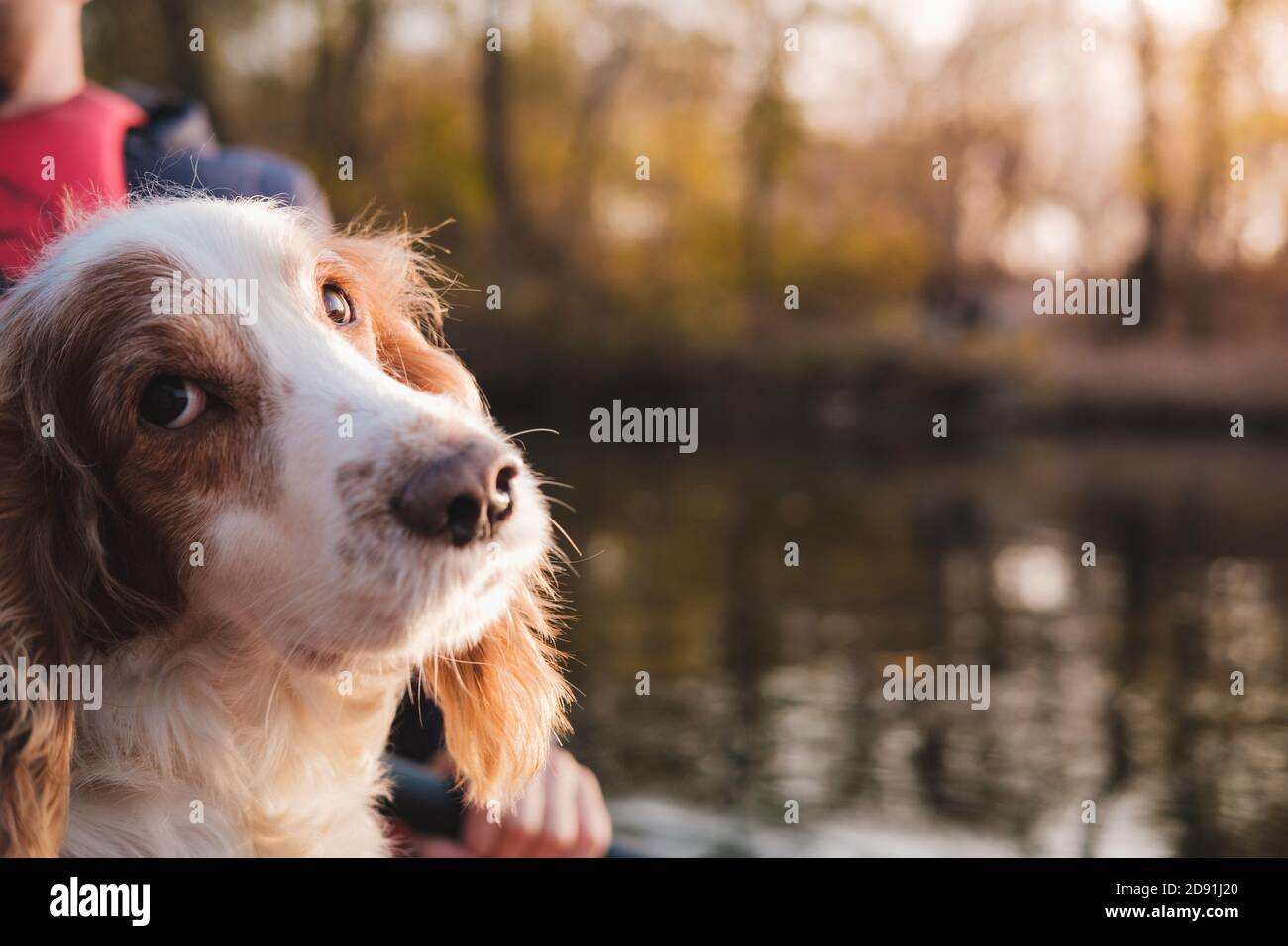 Porträt eines Hundes am Wasser. Russian Spaniel Hundekopf mit Fluss im Hintergrund, kopieren Raum, Hunde im Freien Szene Stockfoto