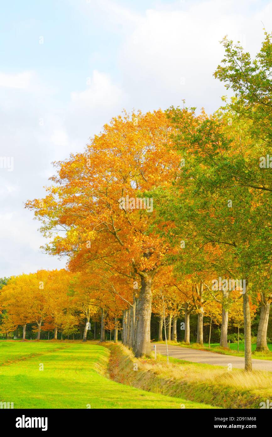 Baumreihe im Herbst, Blätter ändern die Farbe. Vertikale Bildkomposition, Vollformat. Stockfoto