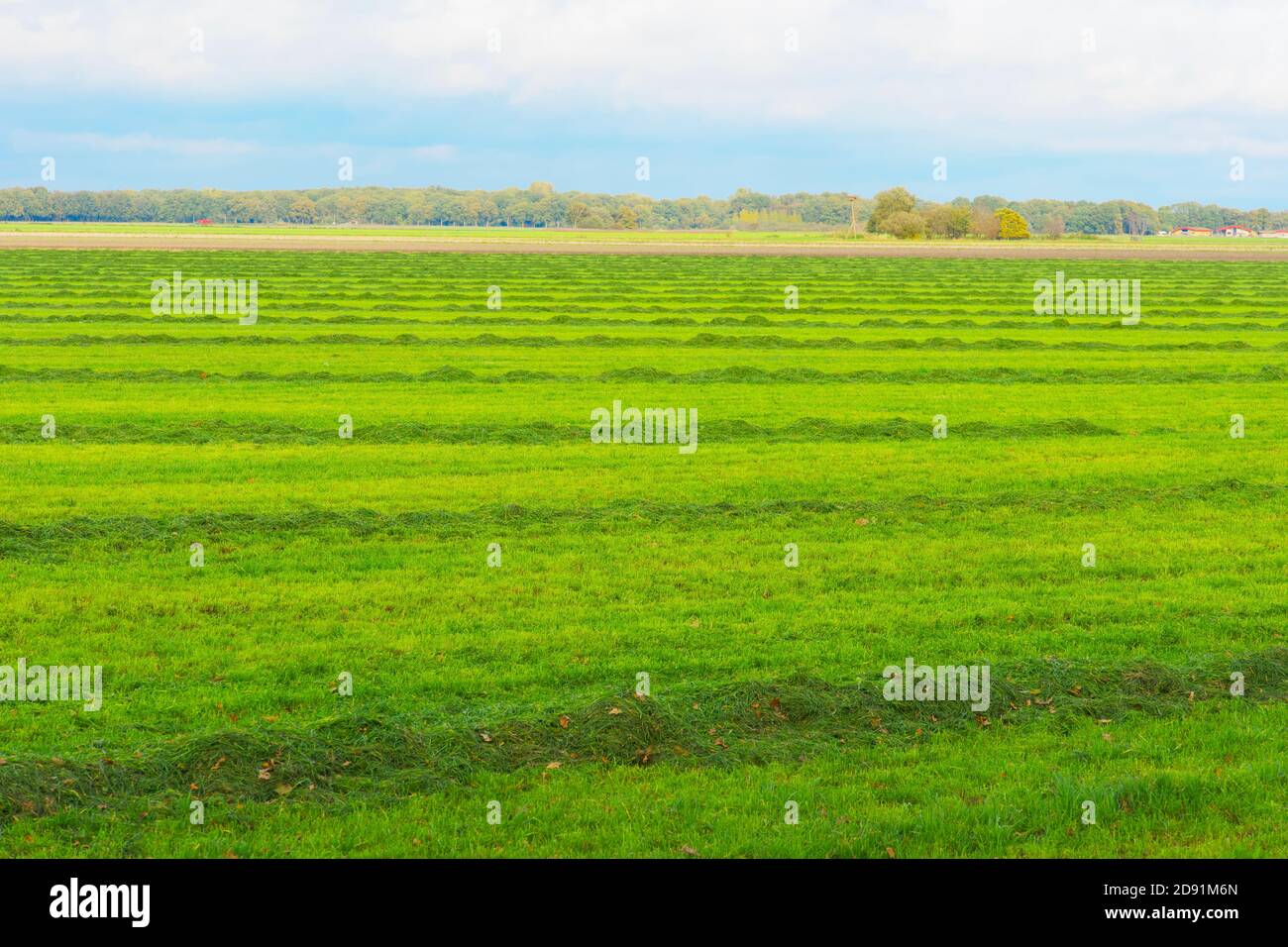 Schönes grünes Feld in den Niederlanden, gepflügt für die Pflanzung. Vollformat, horizontale Komposition. Stockfoto
