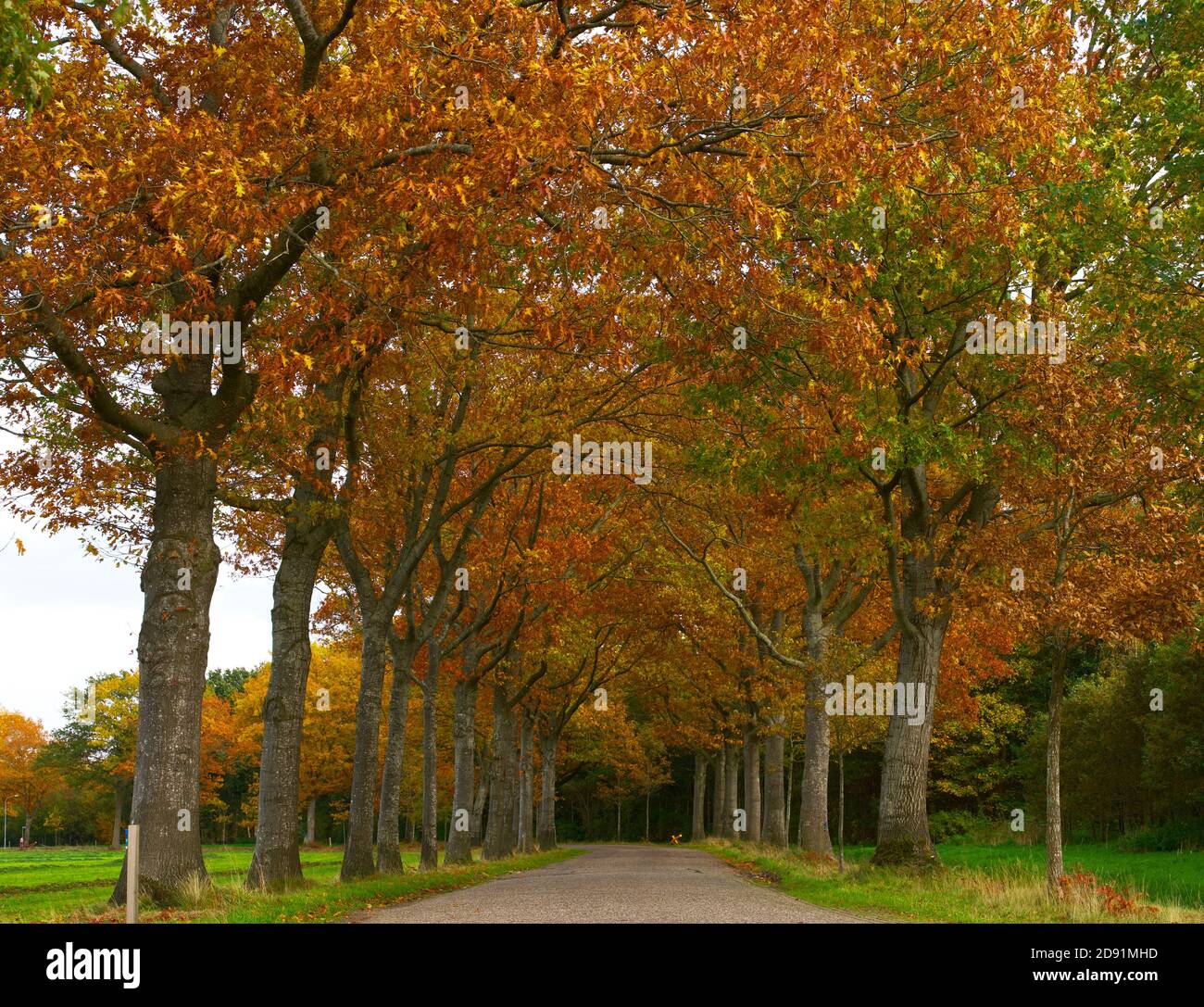 Bäume im Herbst entlang der Straße, Blätter wechselnden Farbe. Horizontale Komposition, Vollformat. Stockfoto
