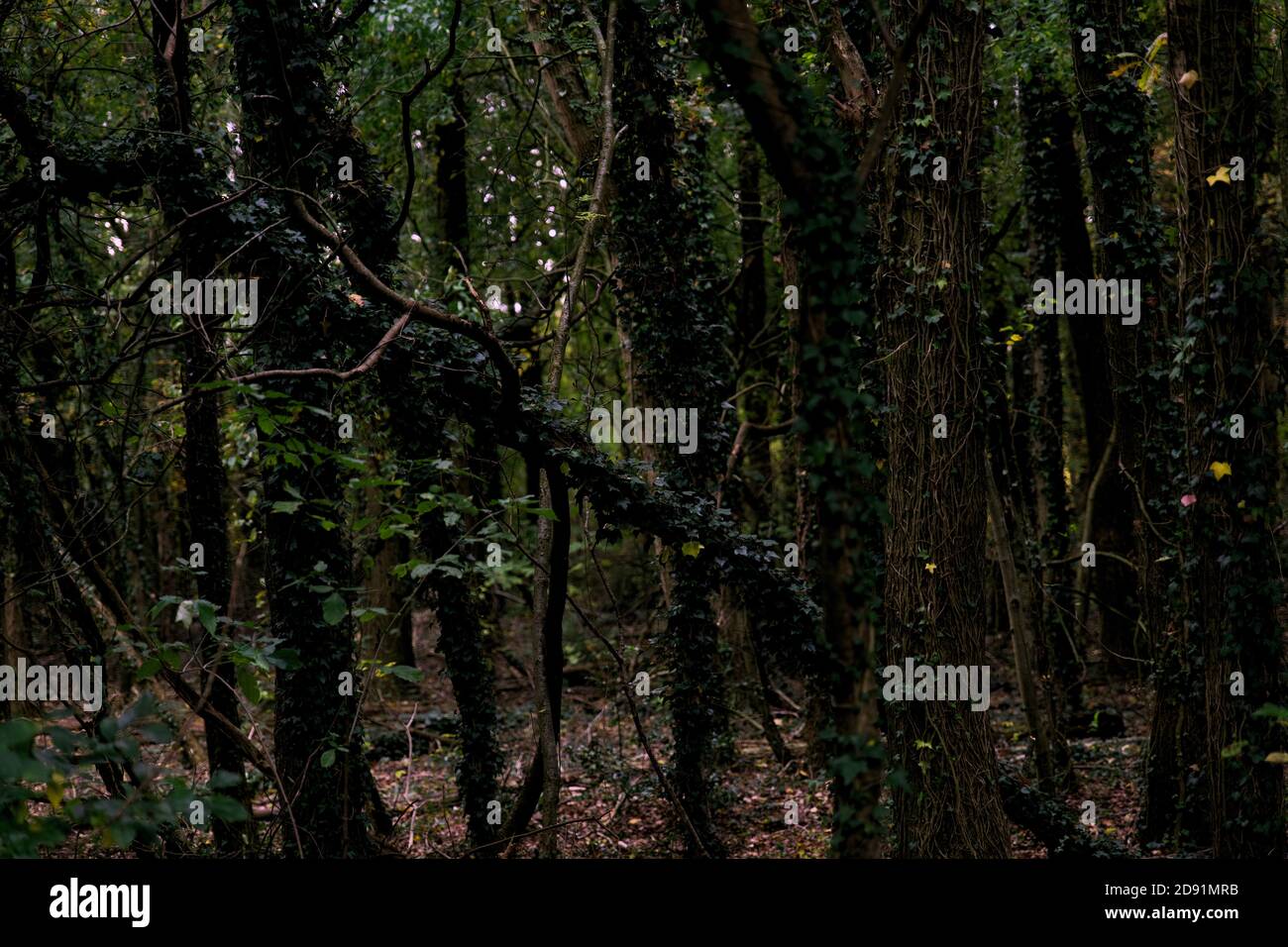 Gruseliger dunkler Wald mit hohen Bäumen und Reben. Horizontale Komposition, Vollformat Stockfoto