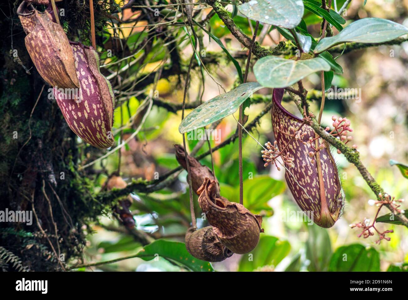 Nepenthes benstonei Pflanzen im Dschungel von malaysia Stockfotografie -  Alamy