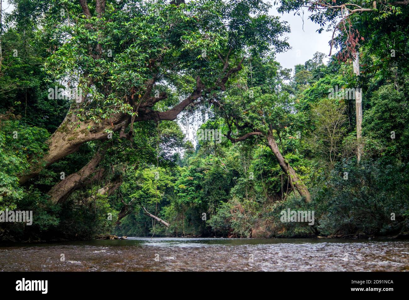 Blick auf den Fluss, der durch grünen Dschungel fließt Stockfoto