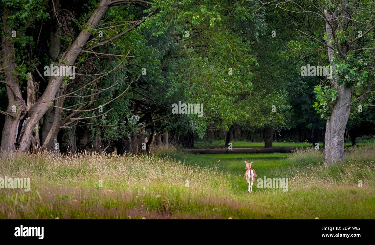 Eingeflammtes Reh auf einem Waldweg im wollaton Park Nottingham England, Großbritannien Stockfoto