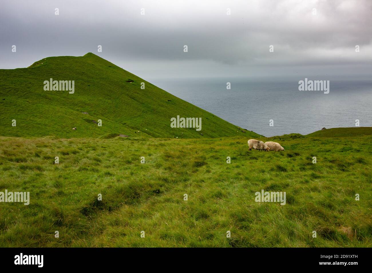 Schafe Fressen Gras Stockfoto