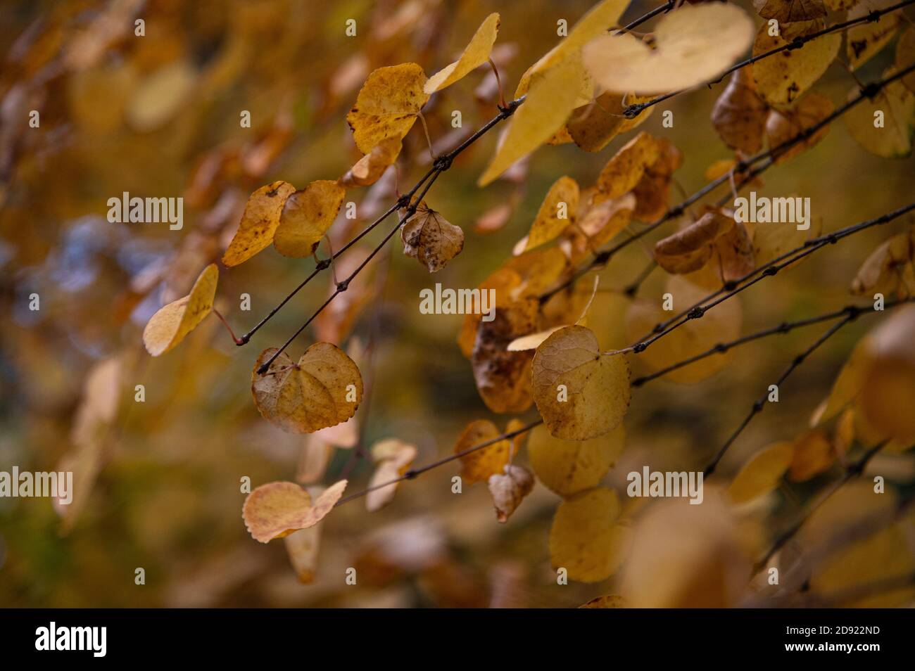 Goldgelbe Herbstblätter auf Baum Stockfoto
