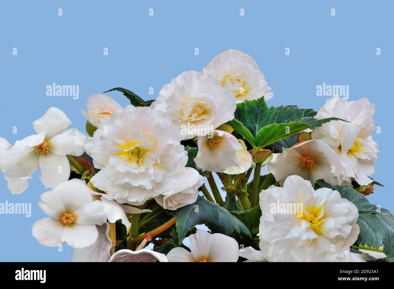 Sanfte Blüten von tuberösen weißen Begonien auf blauem Hintergrund isoliert, Nahaufnahme. Begonia ist eine spektakuläre und elegante blühende Zierpflanze für gar Stockfoto