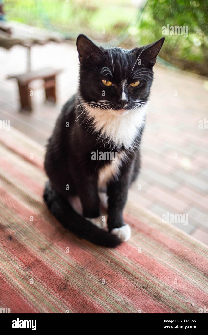 Schwarz mit weißer junger Katze sitzt auf der Bank in Ländlicher Garten Stockfoto